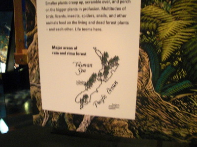 rata-rimu